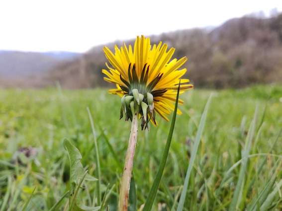 Annexe pissenlit 3 fleur du dessous.jpg