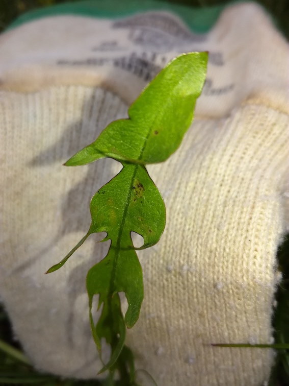 Annexe pissenlit 4 feuille isolée.jpg