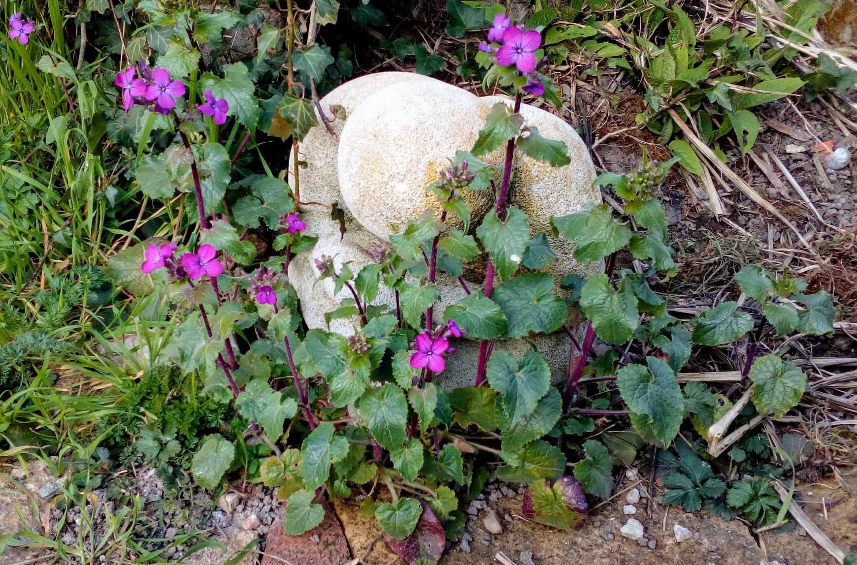 Annexe Monnaiedupape-lunaria annua (1b).jpg