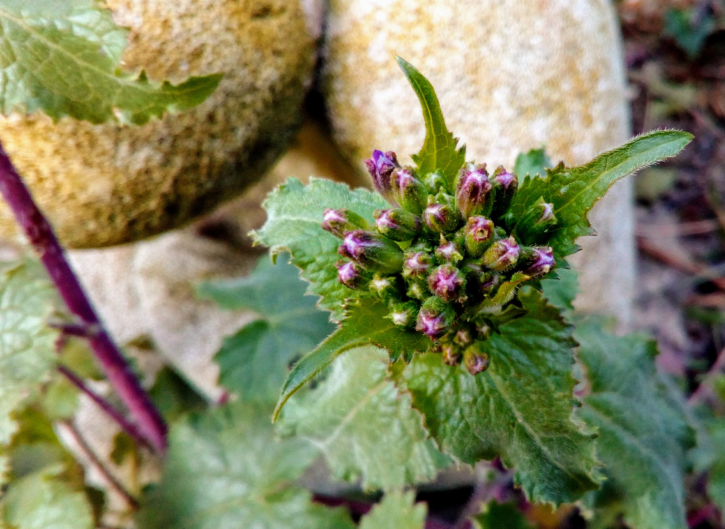 Annexe Monnaiedupape-lunaria annua (2).jpg