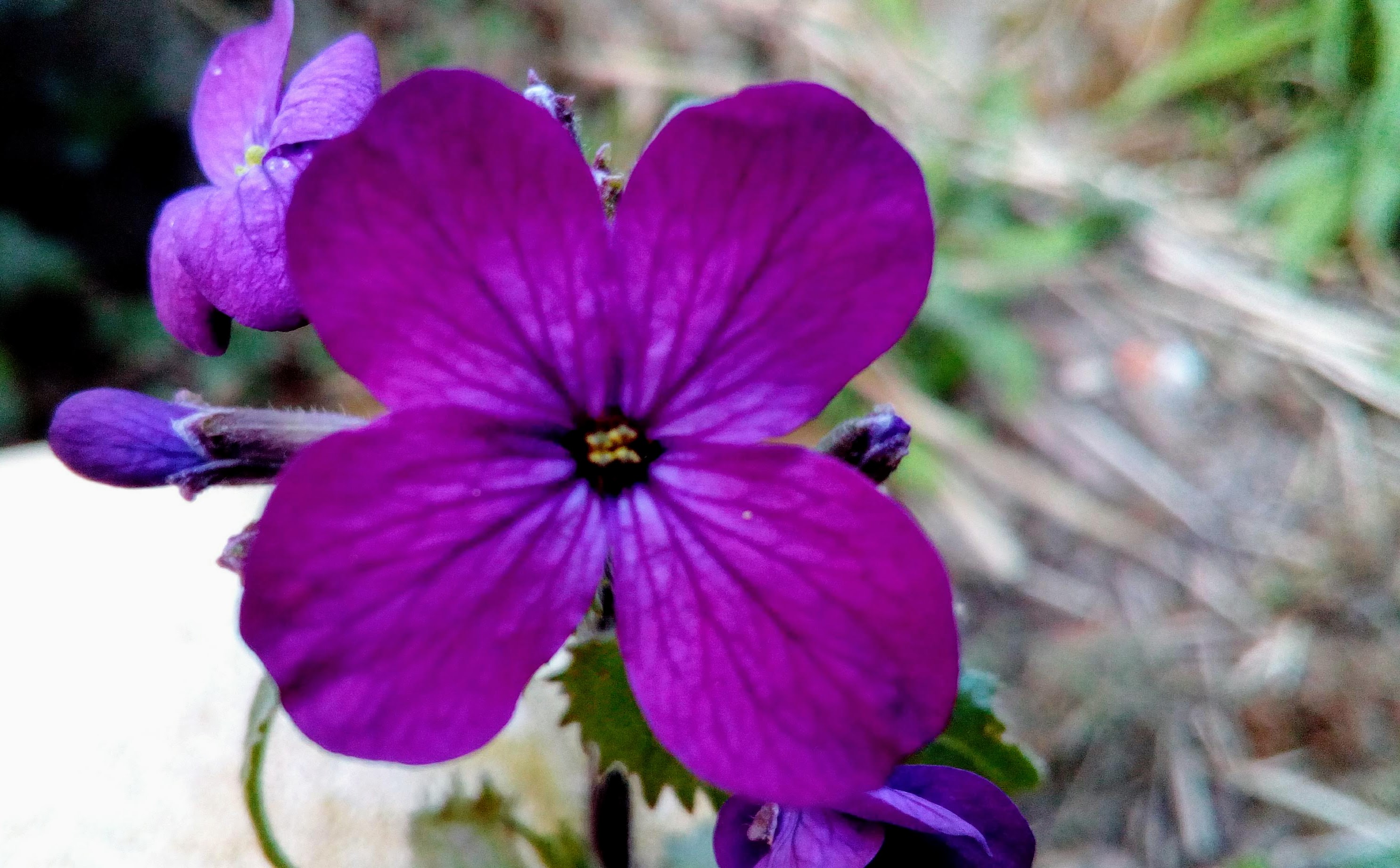 Annexe Monnaiedupape-lunaria annua (3).jpg