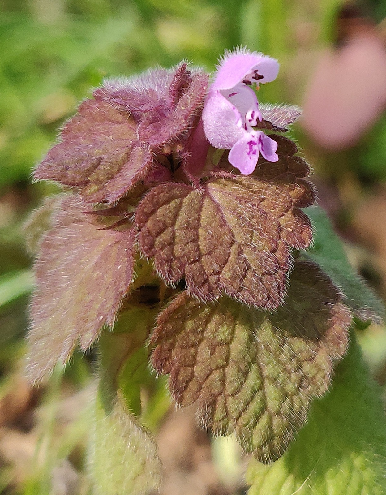 Annexe Lamier Pourpre C.jpg