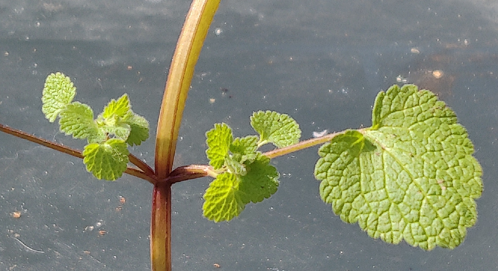 Annexe Lamier Pourpre D.jpg