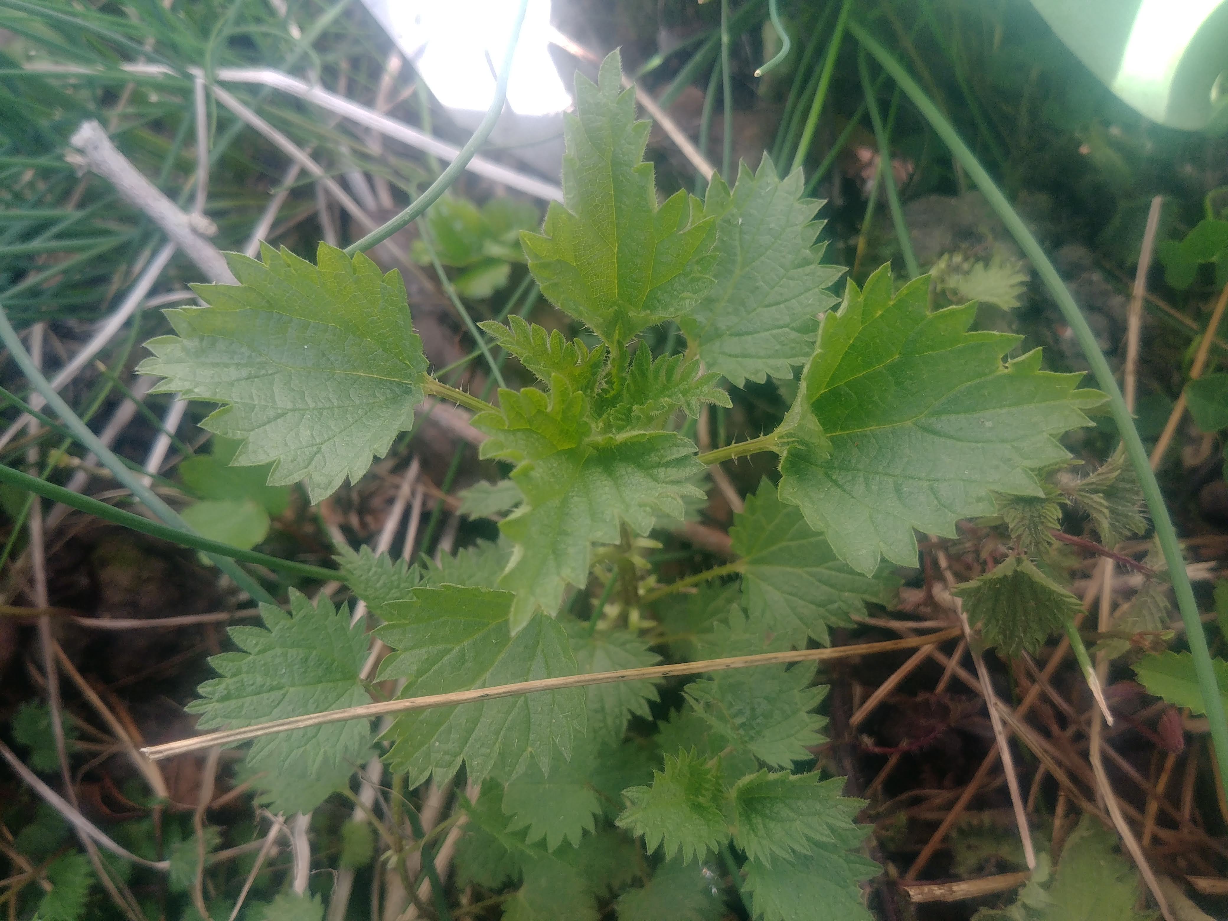 Annexe 20200327_131906_HDR.jpg