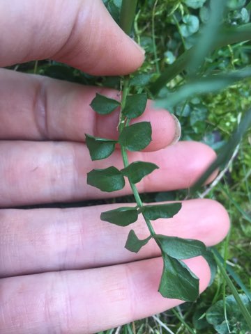 Annexe IMG_36591.jpg