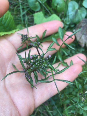 Annexe IMG_36611.jpg