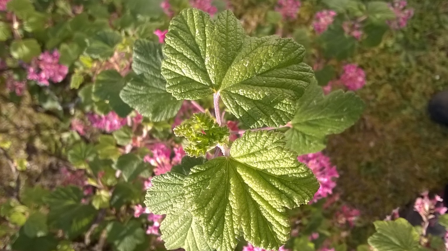 Annexe WP_20200328_001 (2).jpg