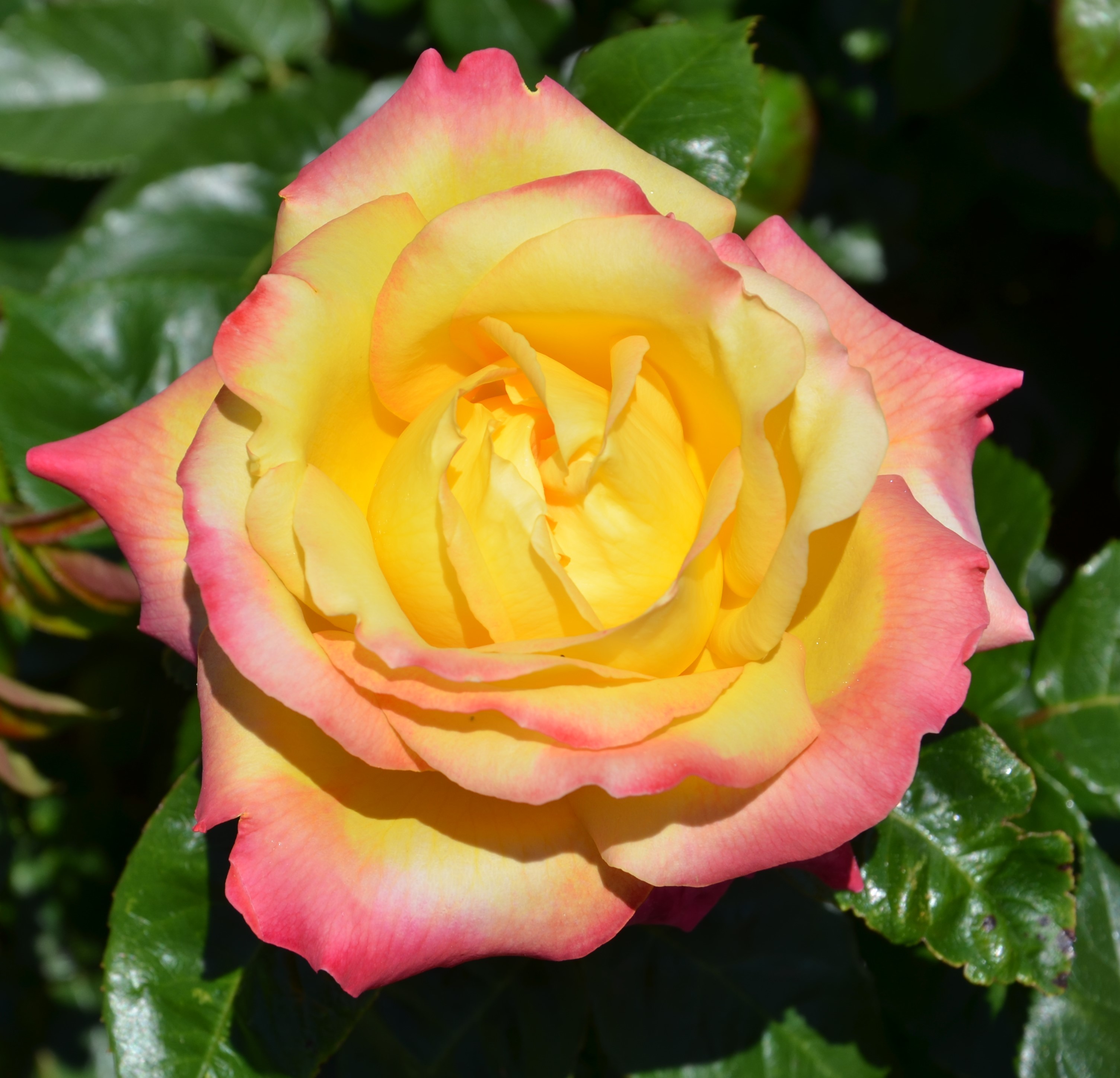 Annexe pullman orient express 2.jpg