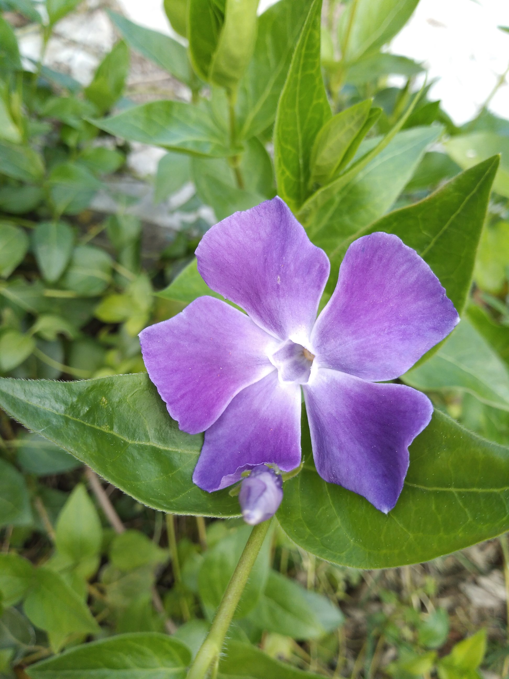 Annexe IMG_20200328_0909587601.jpg