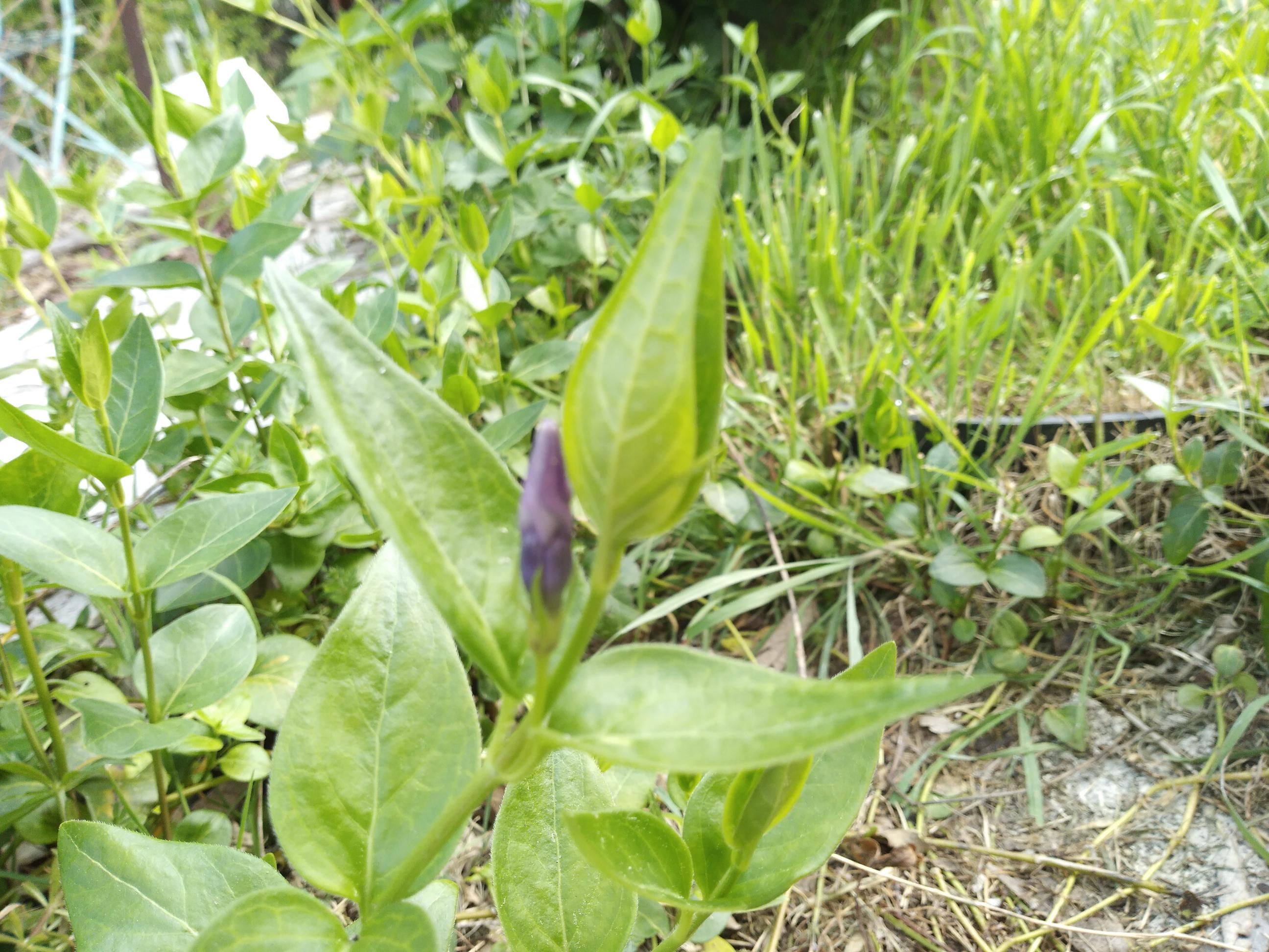 Annexe IMG_20200328_0910119861.jpg