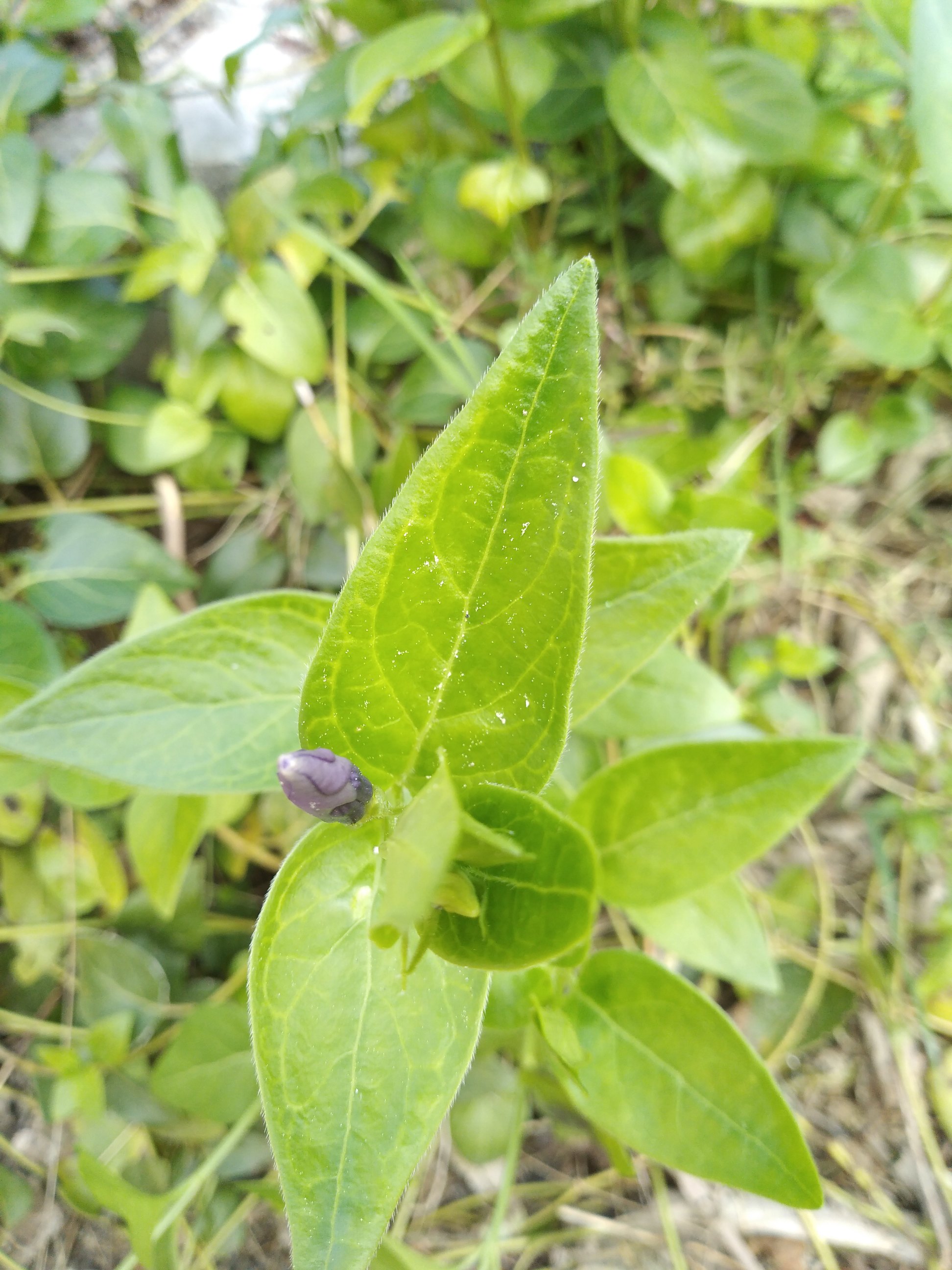 Annexe IMG_20200328_0910434971_01.jpg