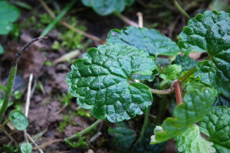 Annexe 2-Lierre terrestre-feuille vue de dessus.JPG