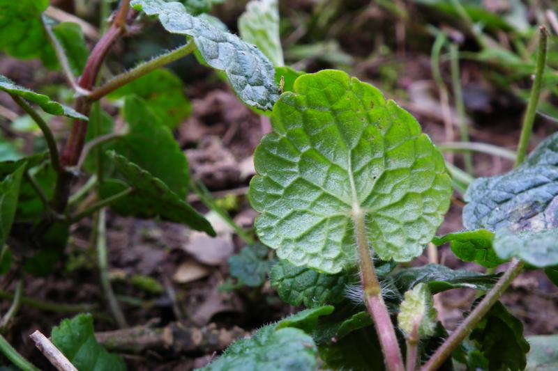 Annexe 3-Lierre terrestre-feuille vue du dessous.JPG