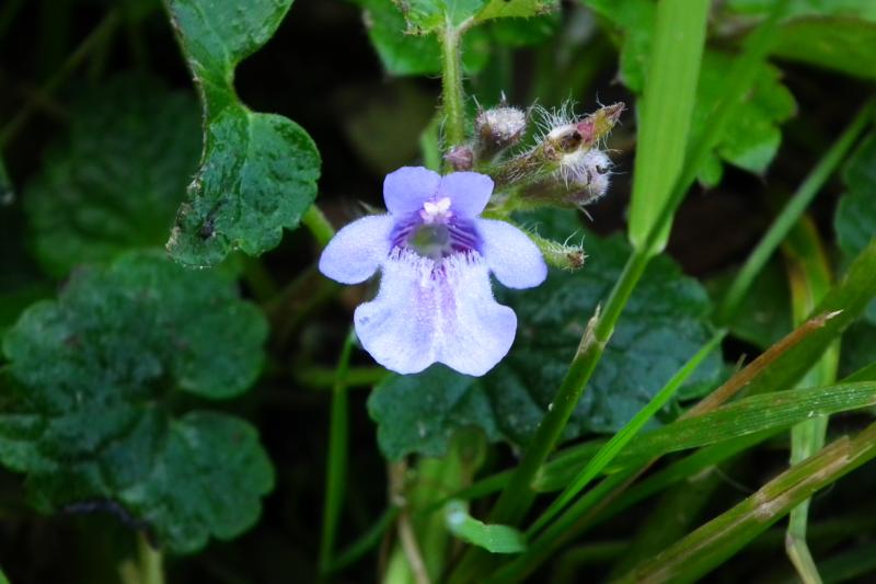 Annexe 4-Fleurs Lierre terrestre.JPG