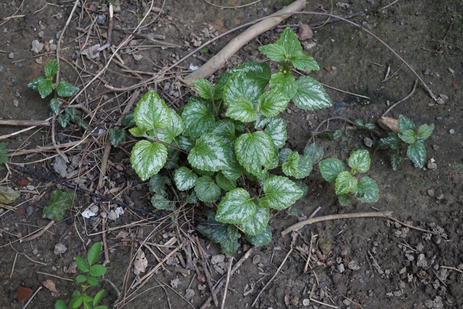 Annexe 90869050_651463488760322_4393661456868966400_n.jpg