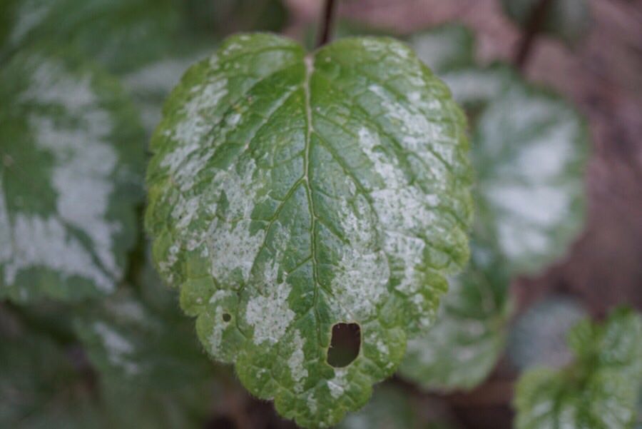 Annexe 91110935_276049826720295_3976747289229131776_n.jpg