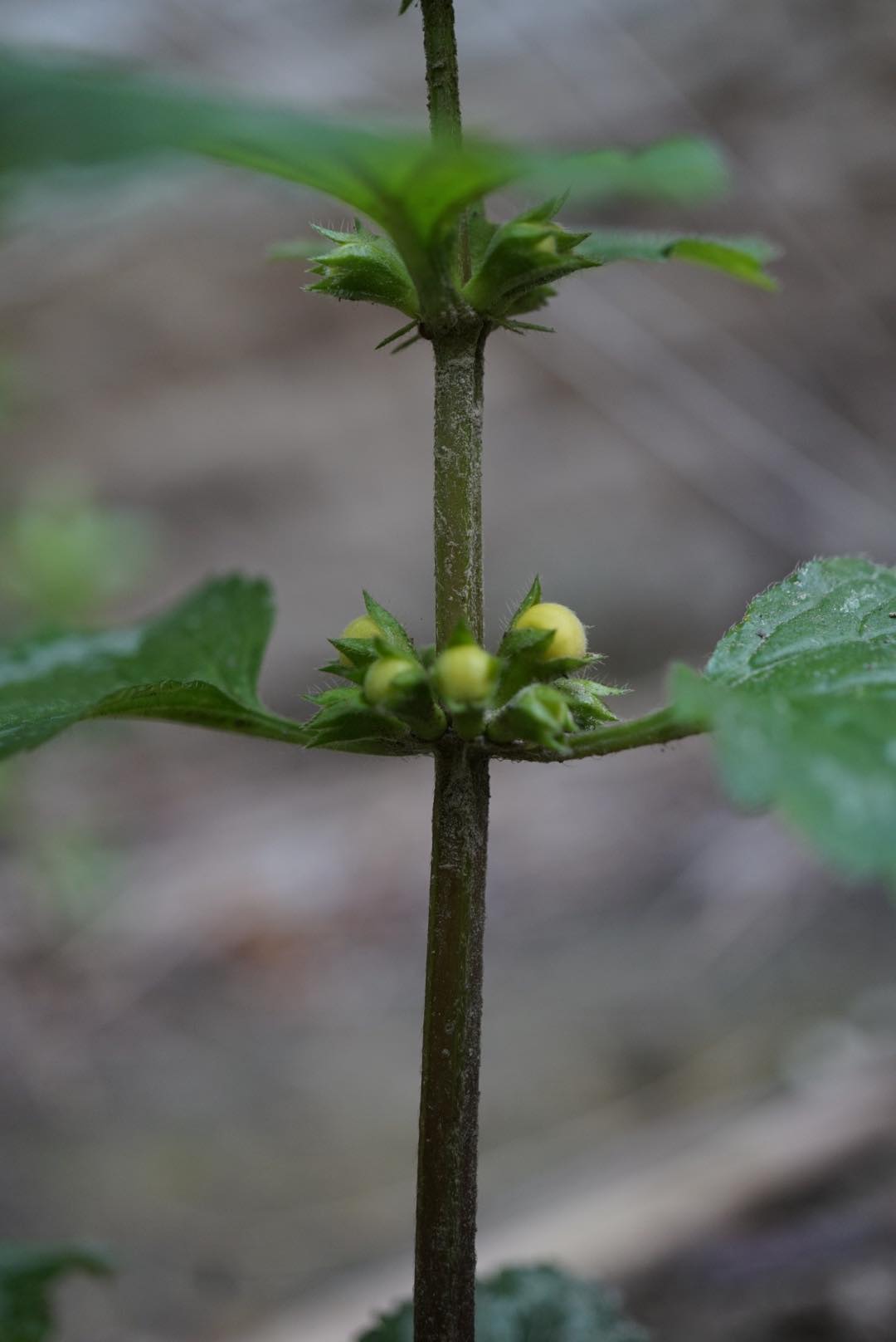 Annexe 91277125_208614157134246_2596145015595991040_n.jpg