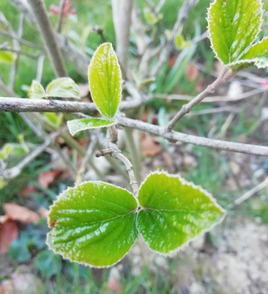 Annexe fleur (1).jpg