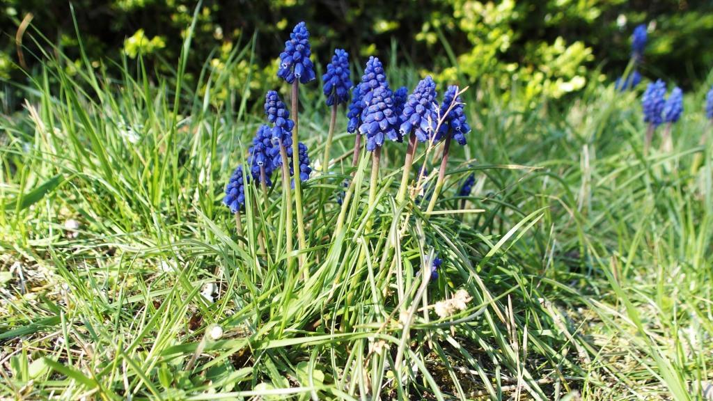 Annexe P3278823 2.JPG