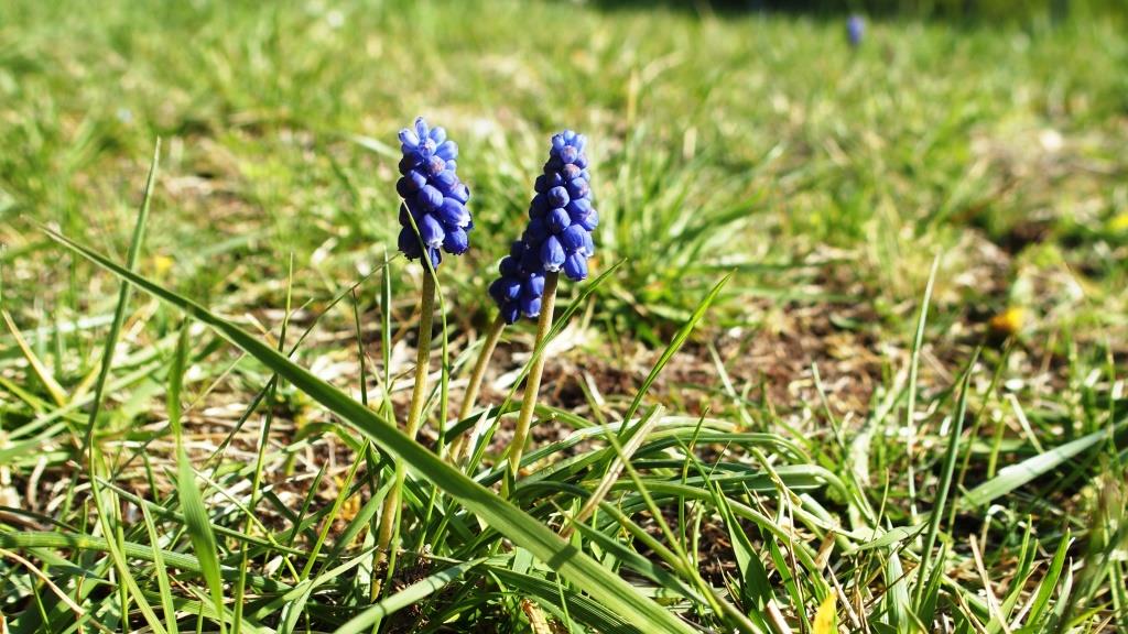 Annexe P3288841 1.JPG