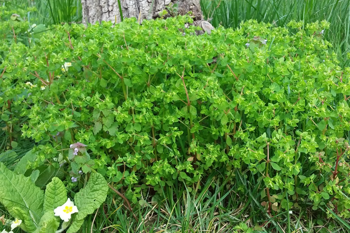 Annexe 20200328_093540-1.jpg