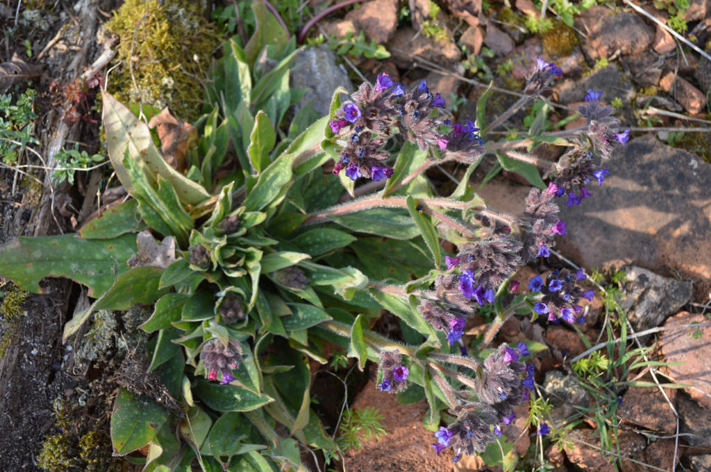 Annexe pulmaire vue densemble JPEG.jpg