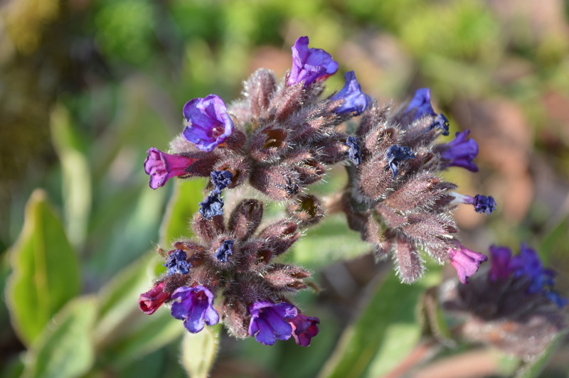 Annexe pulmonaire fleur au-dessus.jpg