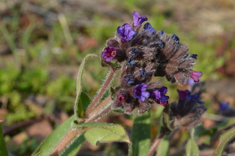 Annexe pulmonaire fleur et tige vue latérale.jpg