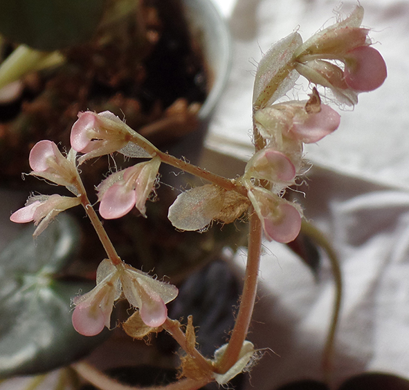 Annexe fleur ouverte.jpg