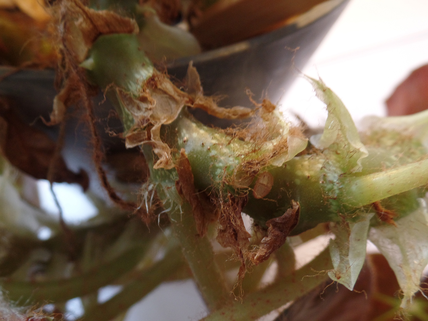 Annexe tige de la plante.jpg