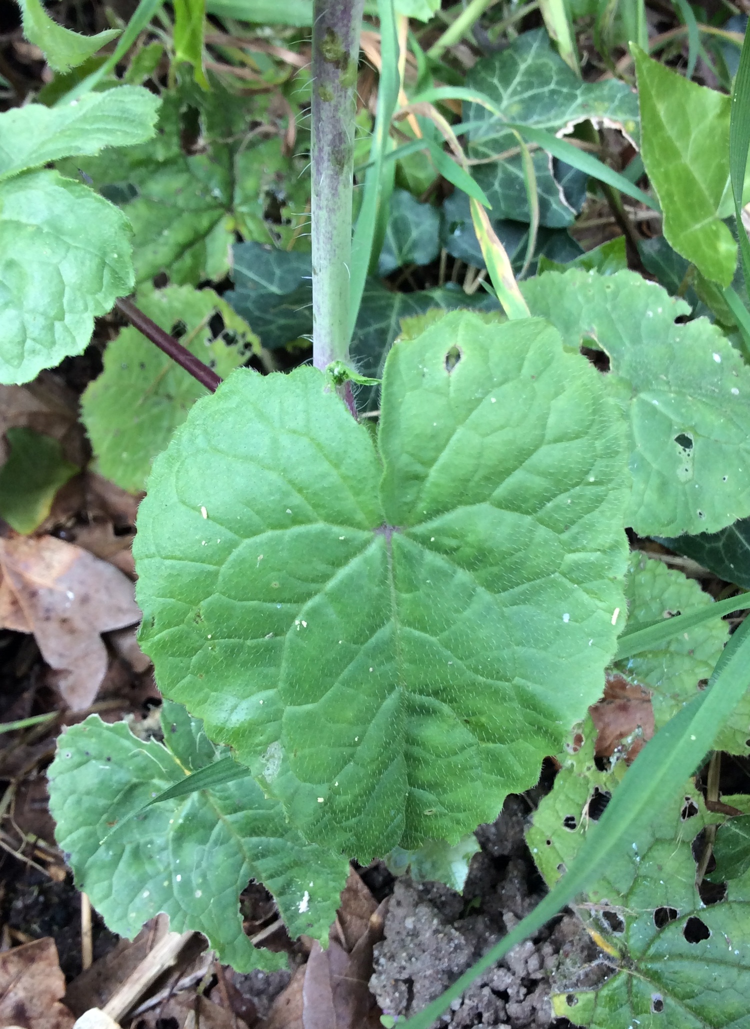 Annexe Mdpfeuille.jpeg