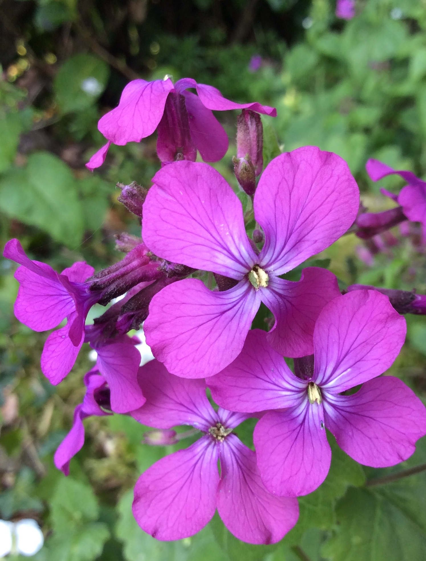 Annexe Mdpfleurs.jpeg