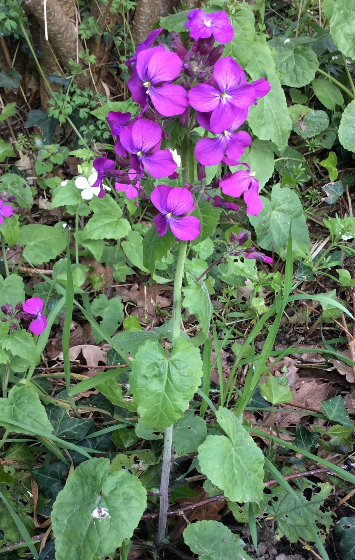 Annexe Mdpglobale.jpeg