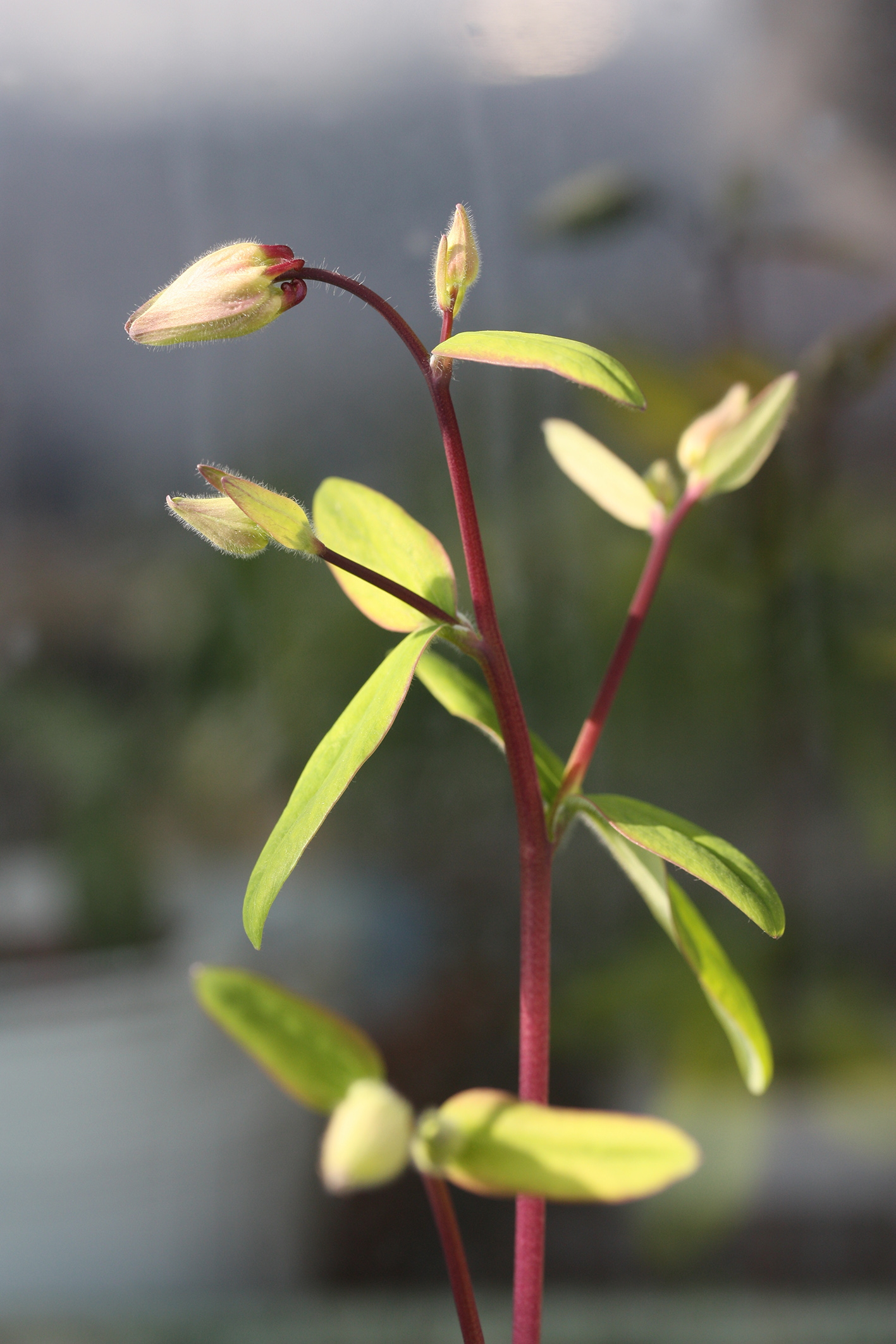 Annexe IMG_1549 copie.jpg