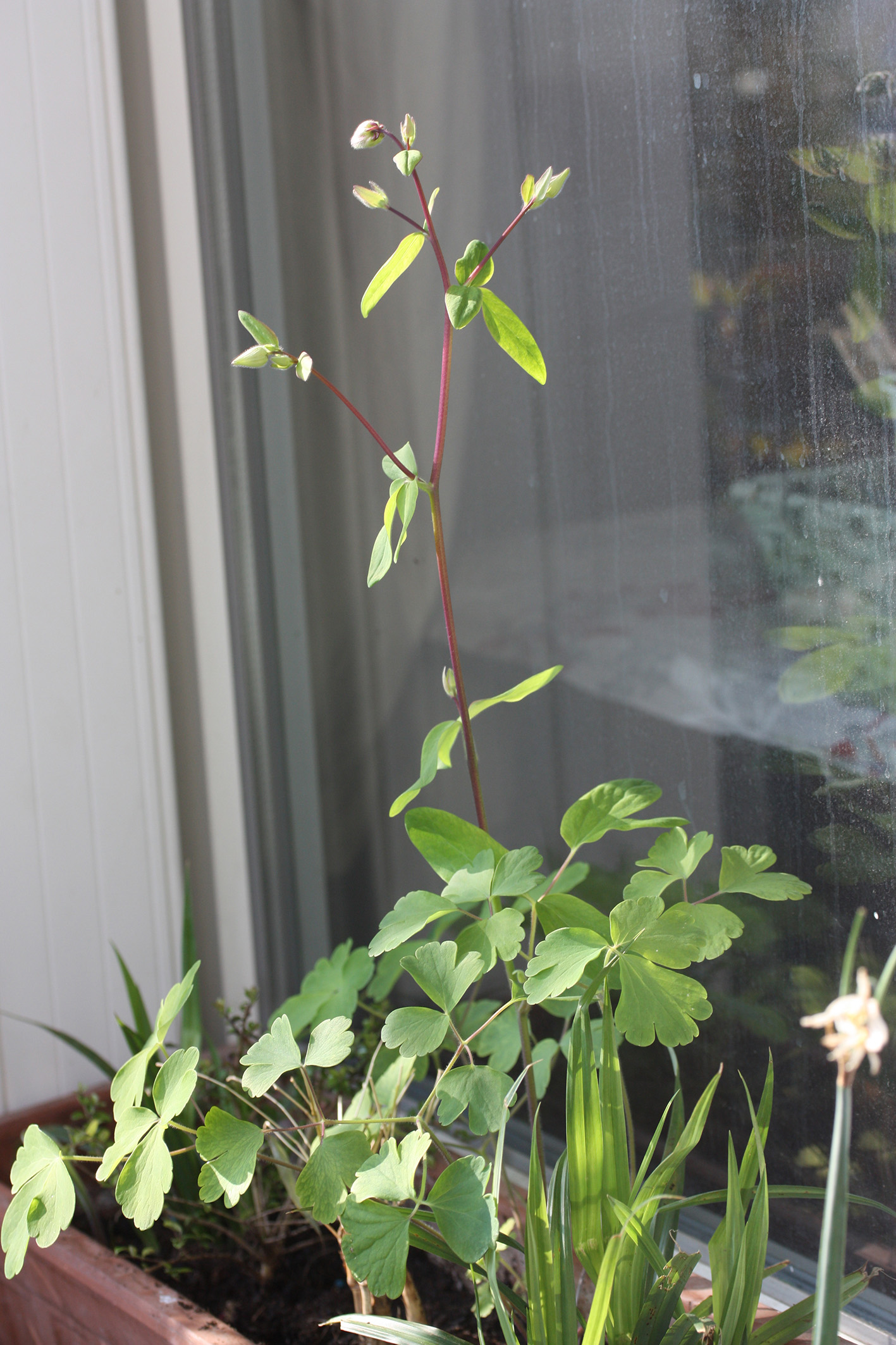 Annexe IMG_1553 bd.jpg