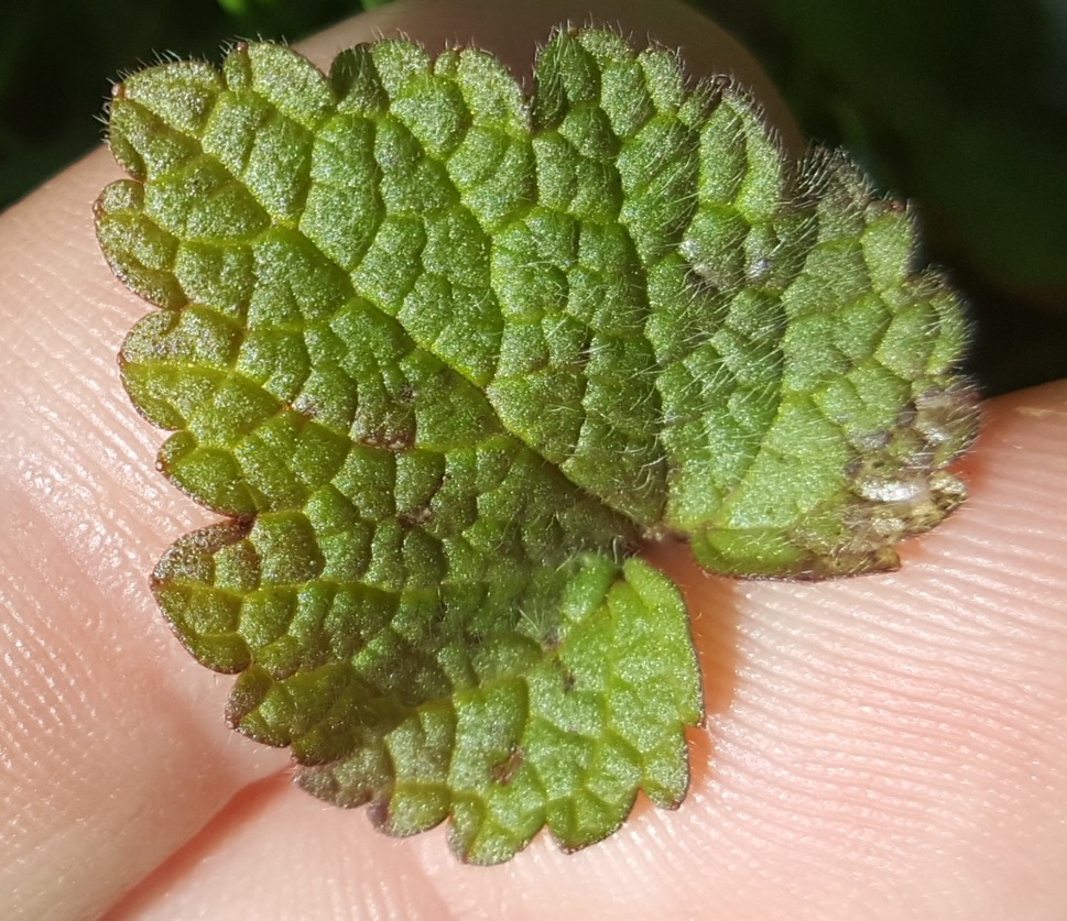 Annexe 20200328_103702.jpg