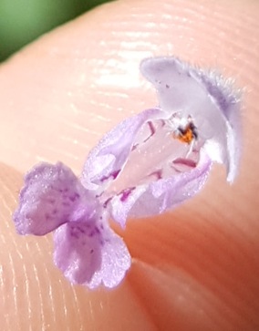 Annexe 20200328_103716.jpg