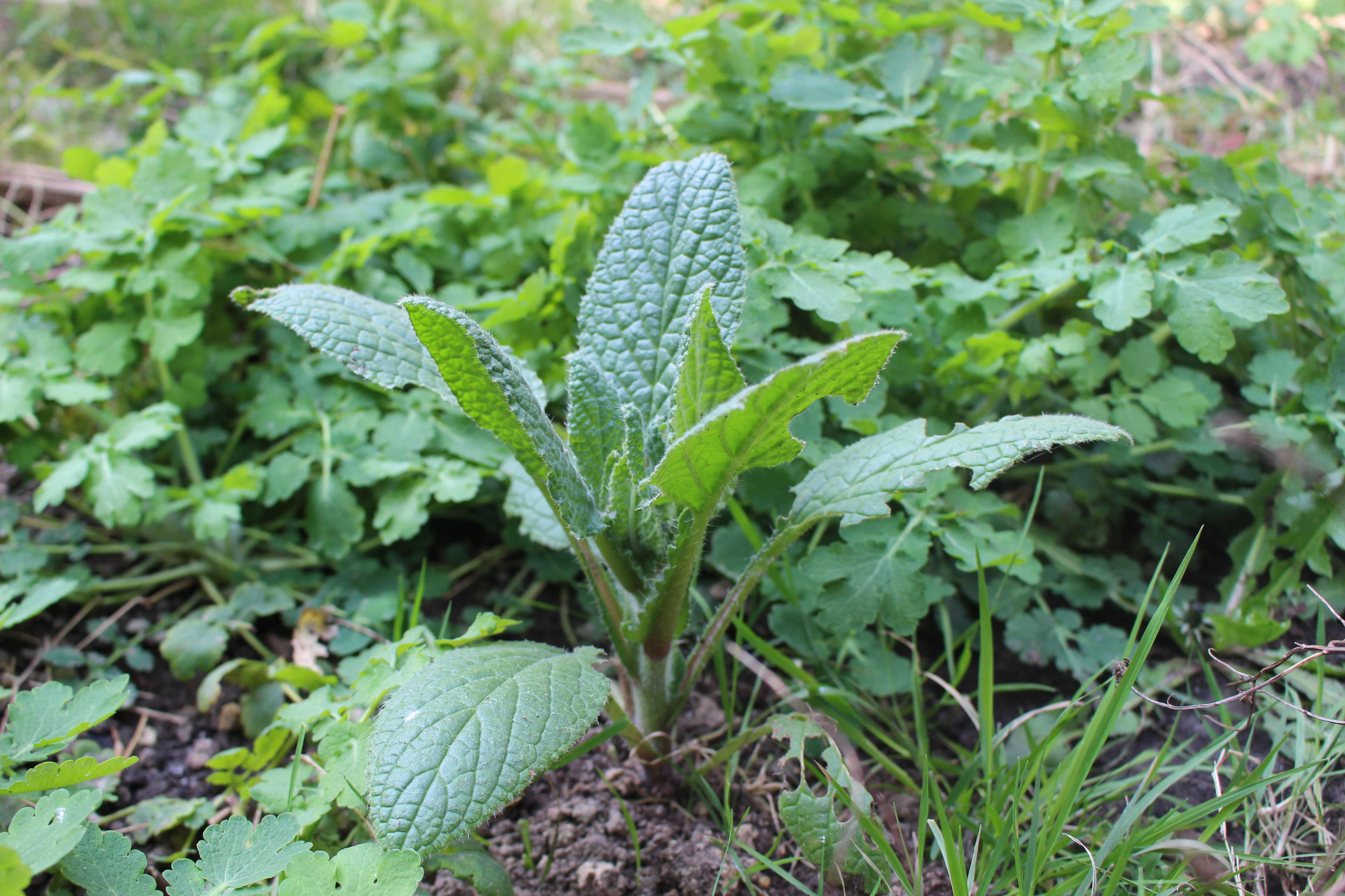 Annexe IMG_0355-ConvertImage.jpg