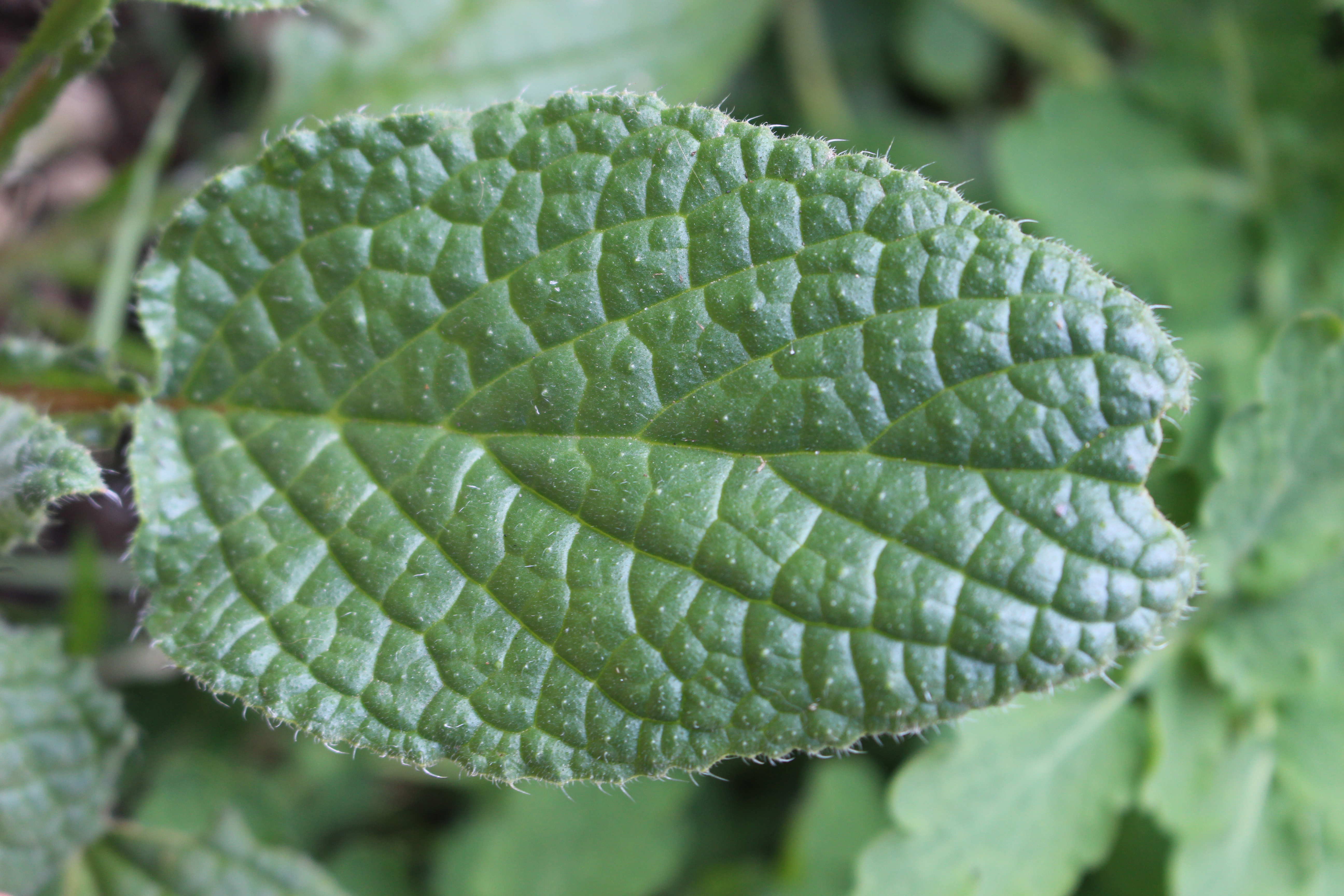 Annexe IMG_0356-ConvertImage.jpg