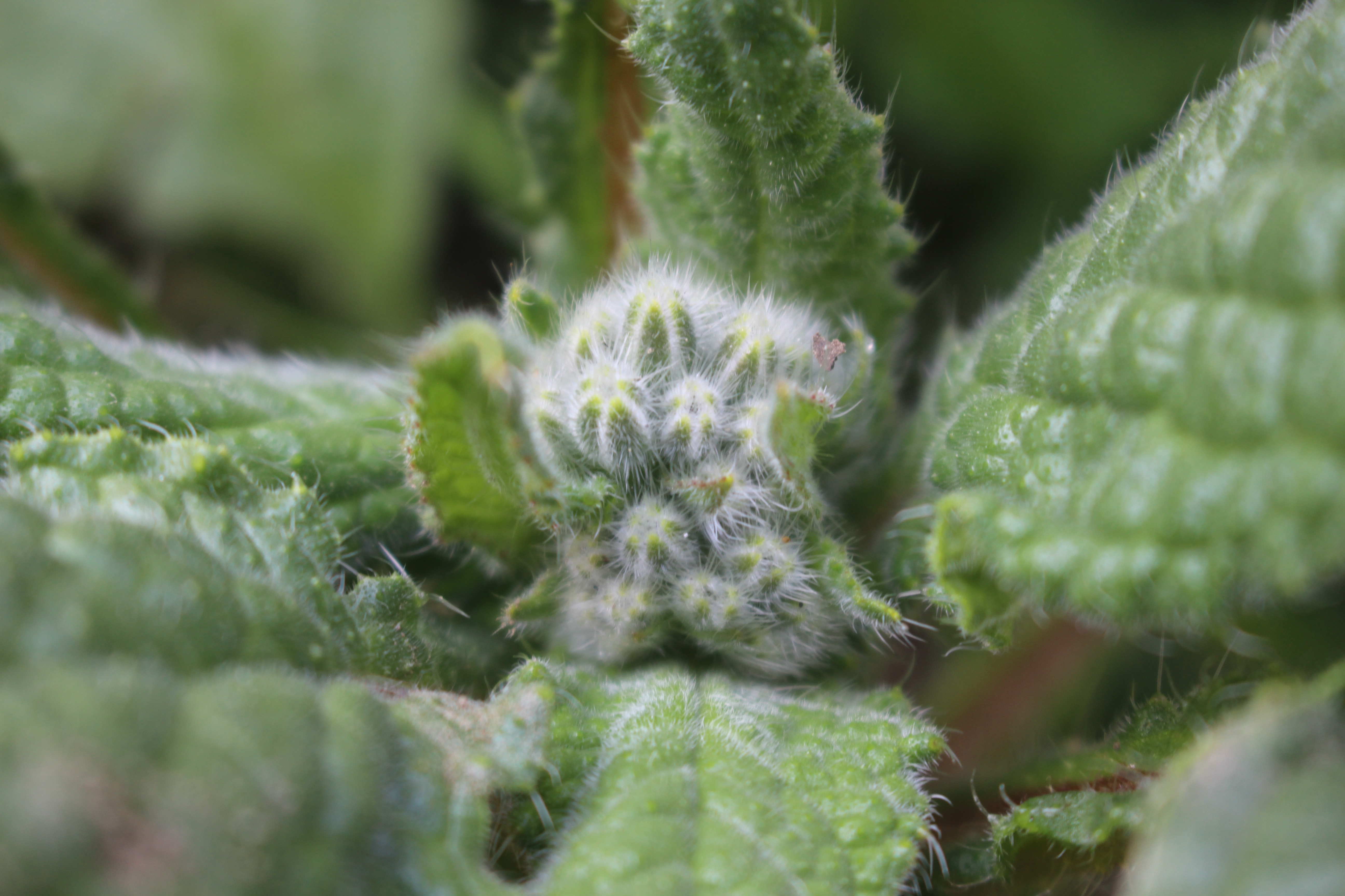 Annexe IMG_0359-ConvertImage.jpg