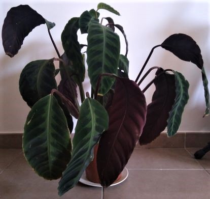 Annexe IMG_20200328_105255(1.jpg