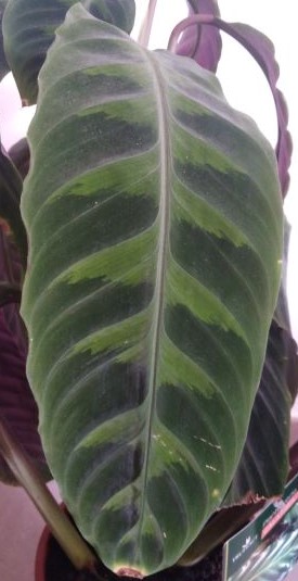 Annexe IMG_20200328_105310(1).jpg