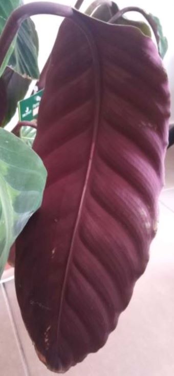 Annexe IMG_20200328_105319(1.jpg