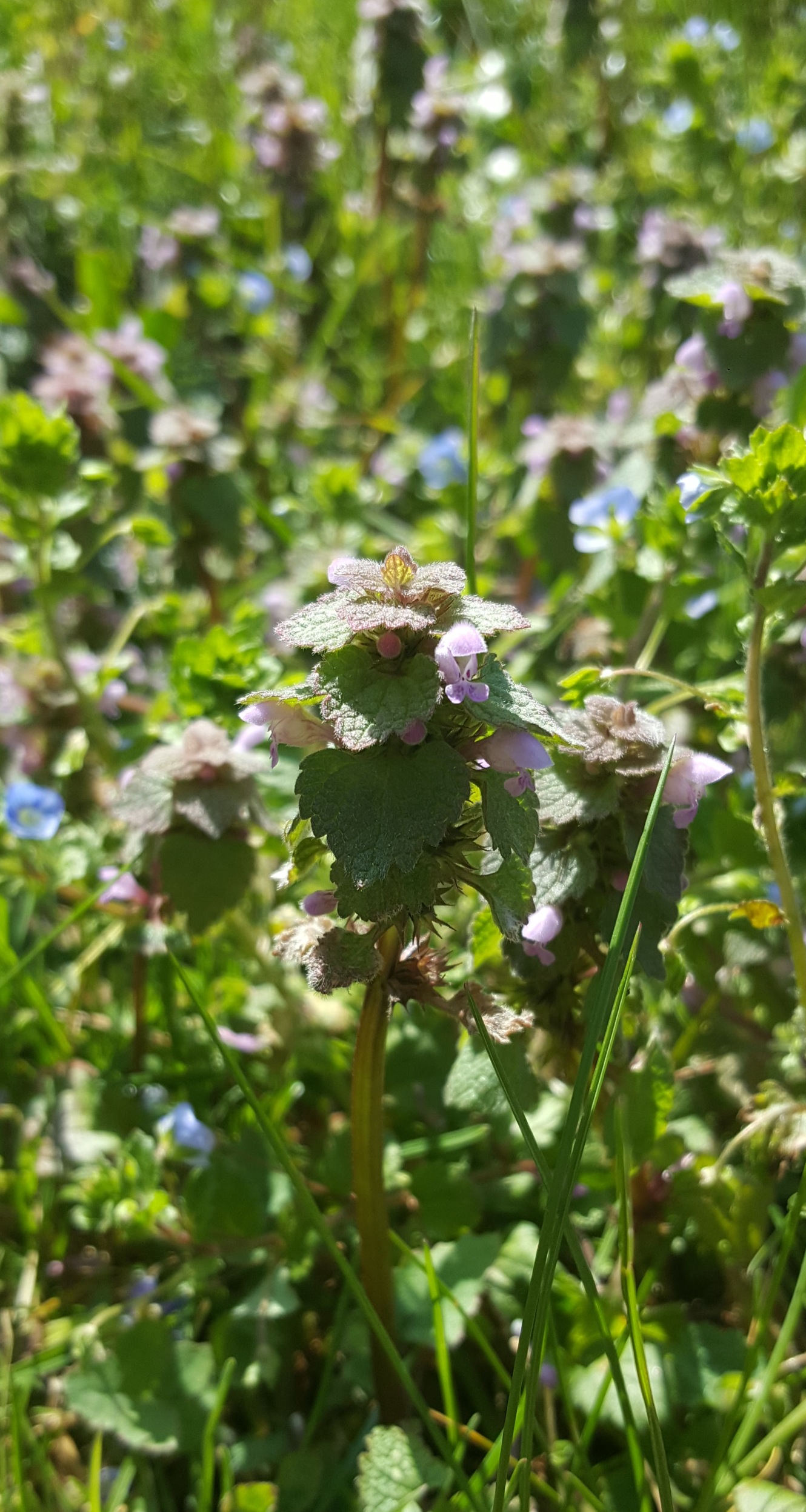 Annexe 20200328_103558.jpg