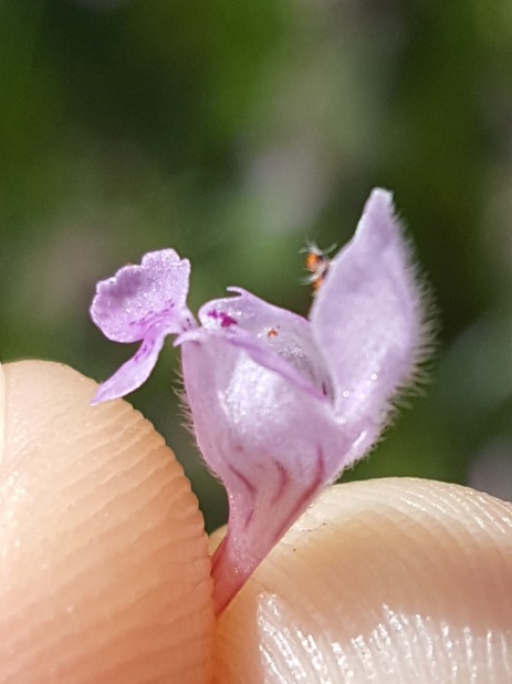 Annexe 20200328_103814.jpg