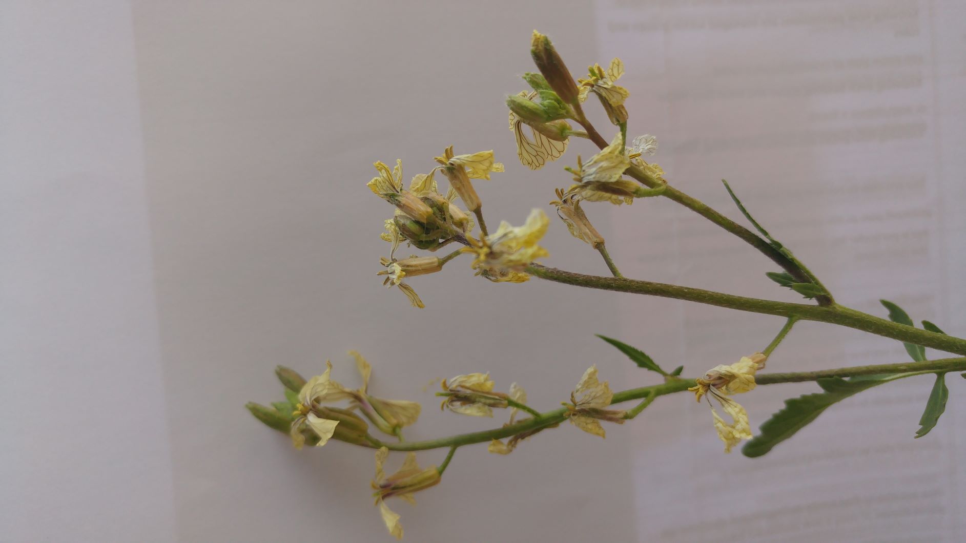 Annexe 20200328_105037.jpg