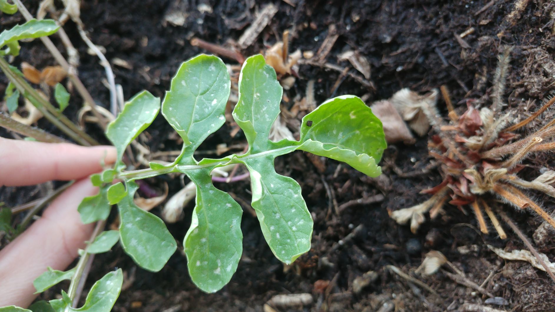 Annexe 20200328_105112.jpg