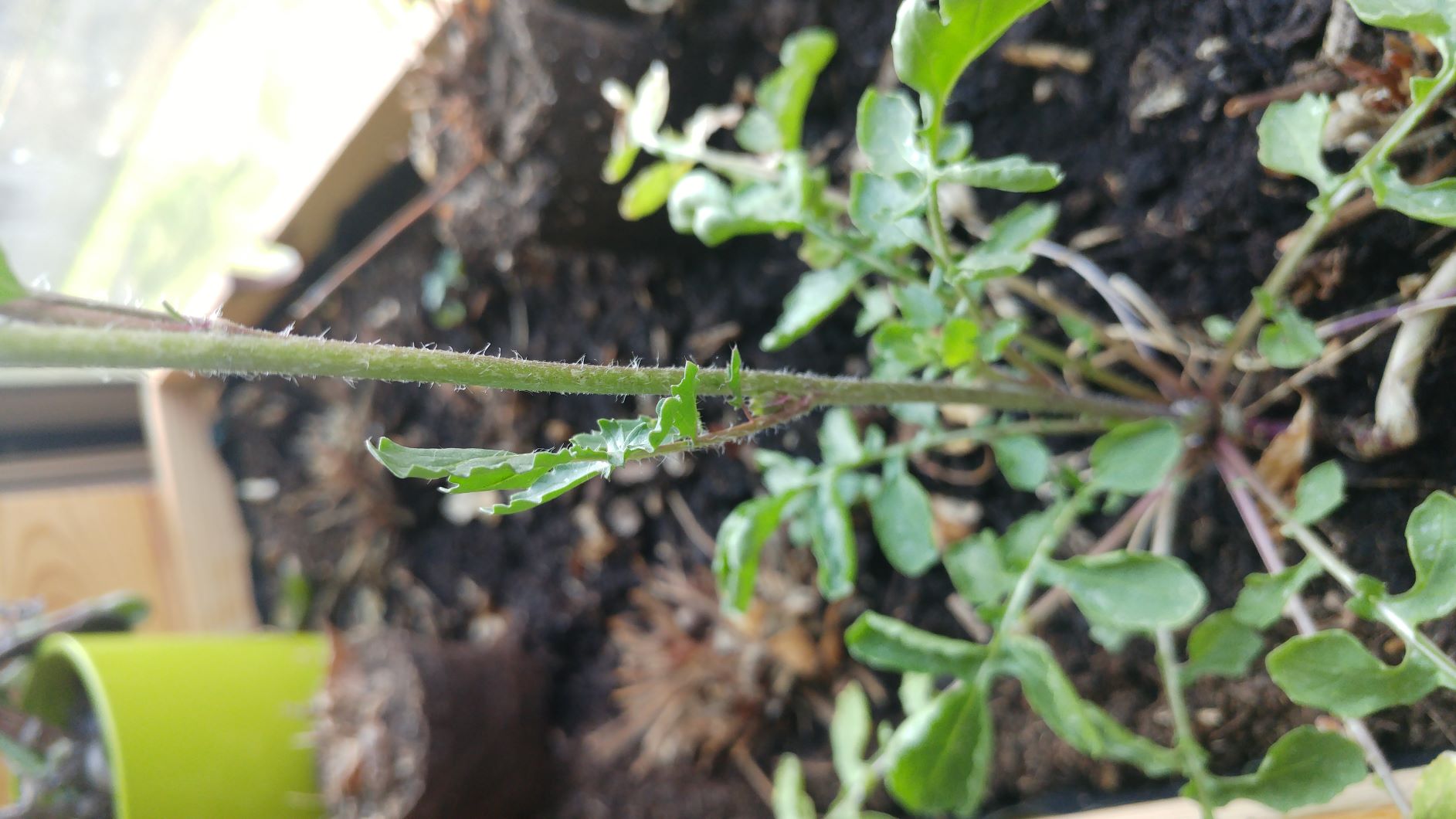 Annexe 20200328_105204.jpg