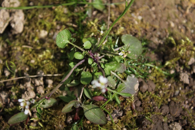 Annexe Cardamine hirsuta-35 Ille et Vilaine(Mars 2020) (1).JPG