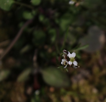 Annexe Cardamine hirsuta-35 Ille et Vilaine(Mars 2020) (2).JPG